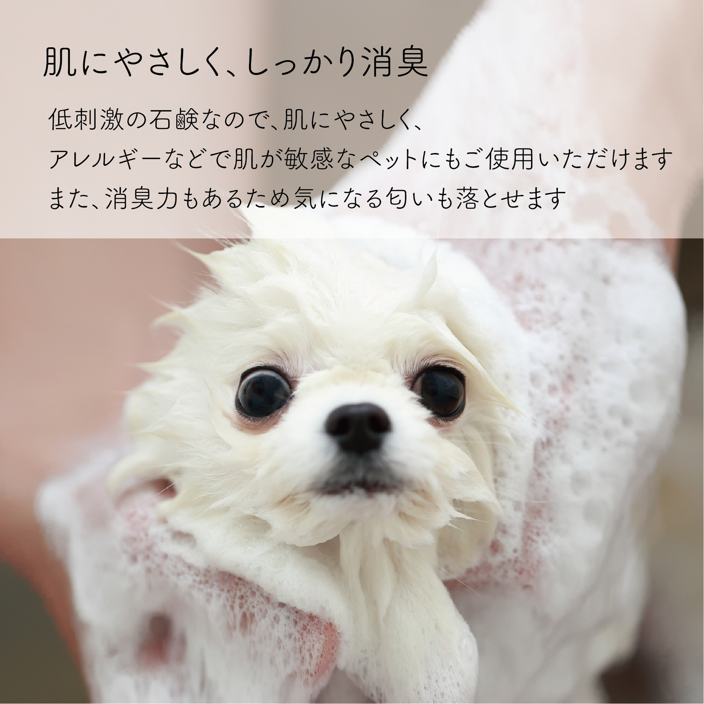 【リニューアル】やさしい犬シャンプー 竹炭