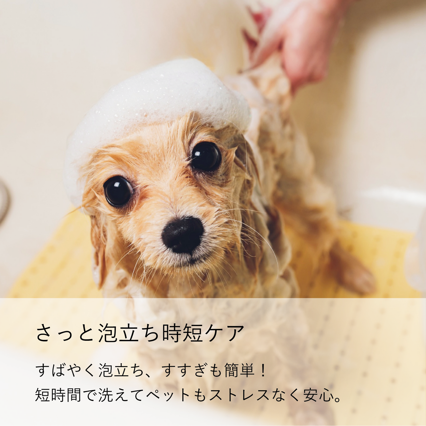 やさしい犬シャンプー はちみつ