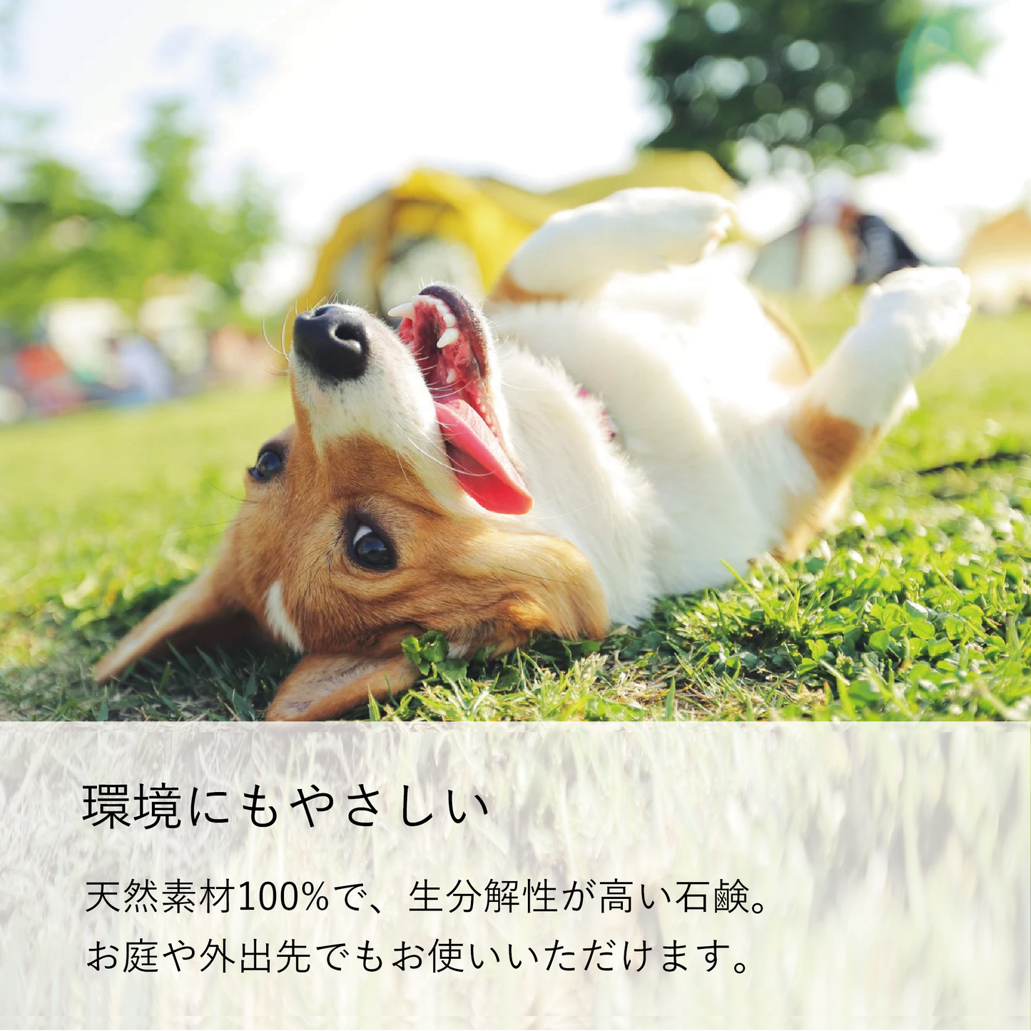 やさしい犬シャンプー はちみつ